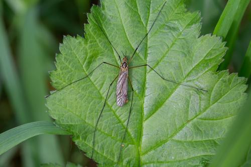 Nephrotoma flavescens